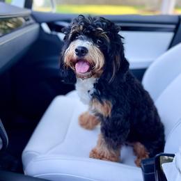 Elvis - Cavapoo