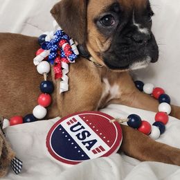 Girl 4 - Fawn female Boxer puppy in Aurora, Missouri from Pick A Pup
