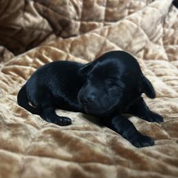 Zira - Black female Dachshund puppy in Sheridan, Arkansas from Farmhouse Dachshunds
