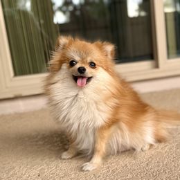 Foxy - Pomeranian