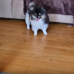 Diesel - Tri-colored male Pomeranian puppy in Meherrin, Virginia from Traveling Poms