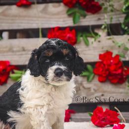Cockapoo Puppies from Big Sky Cockapoos