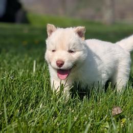 Jasper - White male Siberian Husky puppy in Coshocton, Ohio from Wyant Farms