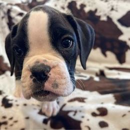 Boston Terrier and Boxer Puppies from Shotgun Pups