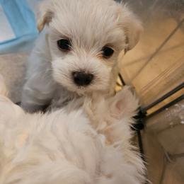 Blue - White male Maltese puppy in Phoenix, Arizona from Emotional Amor Support