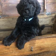 Whoodle Puppies from Schmidt's K9s