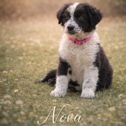 Nova - Black & white female Australian Shepherd puppy in Citra, Florida from AEW Farm
