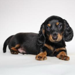 Chestnut (No Mark) - Black and tan male Dachshund puppy in Red Bud, Illinois from Midwest Miniature Dachshunds
