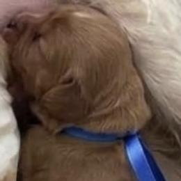 Rowan - Red male Cavapoo puppy in Smithfield, Utah from Shoemaker Farm & Cavapoo Kennel
