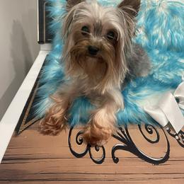 River - Yorkshire Terrier