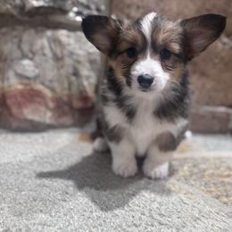 Honey - Sable female Pembroke Welsh Corgi puppy in Elberta, Utah from 3F Farms- Pembroke Welsh Corgis and Irish Wolfhounds