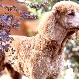 Poodles from East Bunch Poodles