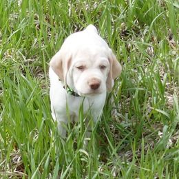 Braque du Bourbonnais Puppies from Rufnit Kennels, LLC