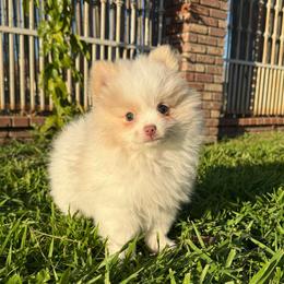 Rae - Cream parti female Pomeranian puppy in San Jacinto, California from Savvypomeranians