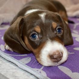 Wyatt AKC - Piebald male Dachshund puppy in De Land, Florida from Pretty Painted Mini Doxies