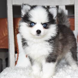 Dave - Black and white male Pomsky puppy in Chino Valley, Arizona from Rose Peek Pomskies