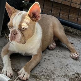 Magi - Boston Terrier