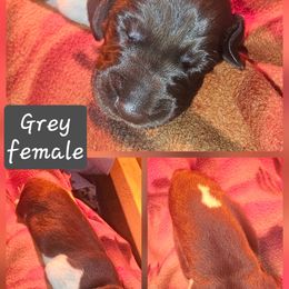 Aspen - Liver and white female German Shorthaired Pointer puppy in La Porte, Indiana from T Double H German Shorthaired Pointers
