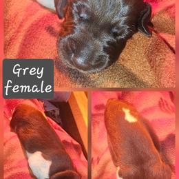 Aspen - Liver and white female German Shorthaired Pointer puppy in La Porte, Indiana from T Double H German Shorthaired Pointers