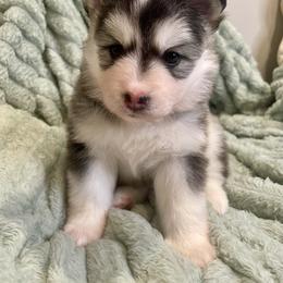 Pomsky Puppies from Blue Sky Pomsky
