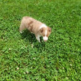 Australian Shepherd Puppies from Georgia Peach Aussies