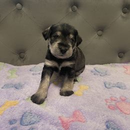 Miniature Schnauzer Puppies from Miniature Schnauzer Paradise llc