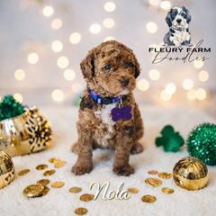 Nola - Merle female Whoodle puppy in Knoxville, Tennessee from Fleury Farm Doodles TN