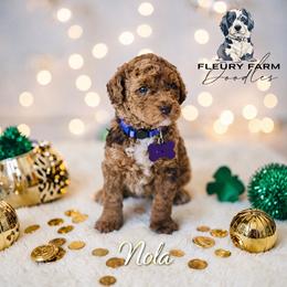 Nola - Merle female Whoodle puppy in Knoxville, Tennessee from Fleury Farm Doodles TN