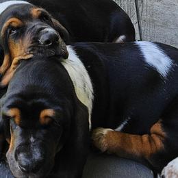 Basset Hounds from Tater's Tots