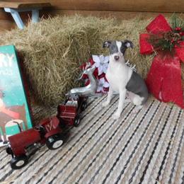 Yara Male 2 - Blue male Italian Greyhound puppy in Sparta Tn And Caryville Fl, Tennessee from Summerwind Kennel