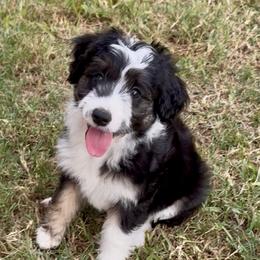 Jolene - Red tri-color female Aussiedoodle puppy in Crowley, Texas from Nelson's Aussies and Aussiedoodles