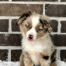 Toy Australian Shepherd Puppies from South Paw Toy Aussies