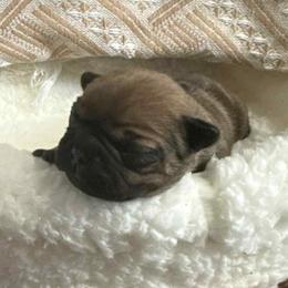 Riot - Fawn male French Bulldog puppy in Hemlock, Michigan from A&D Frenchies