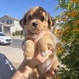 Sophia - Red merle female Assorted Doodle Crosses puppy in Maricopa, Arizona from Pretty Poo