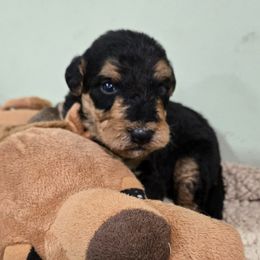 Girl 2 - Black and tan female Airedale Terrier puppy in Willow Spring, North Carolina from Reydaleterrydale Airedales