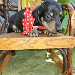 Elvis - Black and tan male Dachshund puppy in Richburg, New York from Granny's babies