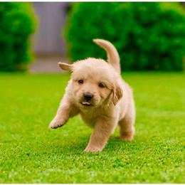 Evie ( light purple) - Golden female Golden Retriever puppy in Oregon from A Goldens First Love