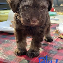 Miniature Schnauzer Puppies from Southern Magnolia Schnauzers