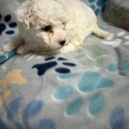 Bichon Frise, Shichon, and Shih Tzu Puppies from Jacob’s Shih Tzu & Shichon
