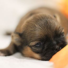 AKC-FCI Pudding - Sable female Shih Tzu puppy in Rome, Georgia from Autumn Breeze Shih Tzus and Friends