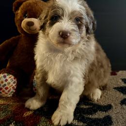 Aussiedoodle puppies from Runnin’ Wild Ranch Aussies