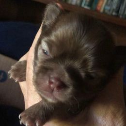Goober - Chocolate male Chihuahua puppy in Amelia, Virginia from Pannell’s Precious Pups