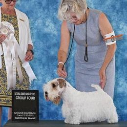 Franci - Sealyham Terrier
