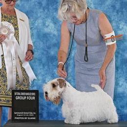 Franci - Sealyham Terrier
