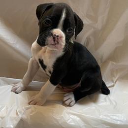 Riley Green - Brindle male Boxer puppy in Willard, North Carolina from Boone’s Boxers of North Carolina