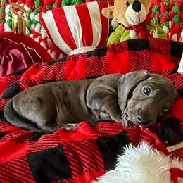 Timbers - Gray (blue) male Dachshund puppy in Homedale, Idaho from Jeff & Joette