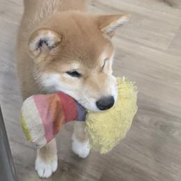 Shiba Inu Puppies from Diwasou