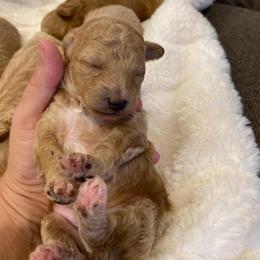 Prescott - Cream male Poodle puppy in Utica, Ohio from Poodle Me Crazy