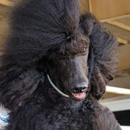 Aloy - Poodle