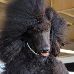 Aloy - Poodle